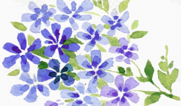 动漫花,动漫中的浪漫与成长